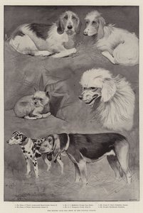 De Kennel Club Hondenshow in het Crystal Palace